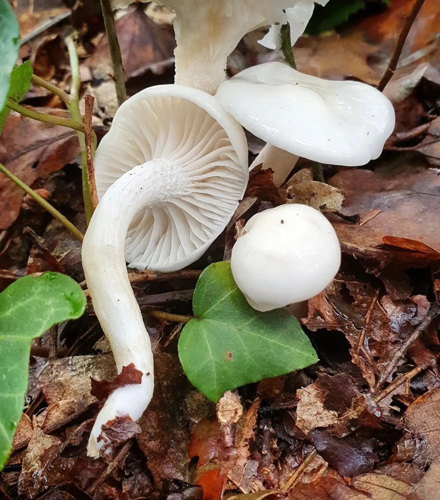 Cueillez vos champignons sauvages en famille à Bordeaux - Image n°5 - Wecandoo