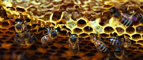 Initiez-vous à l'apiculture - Image n°3 - Wecandoo