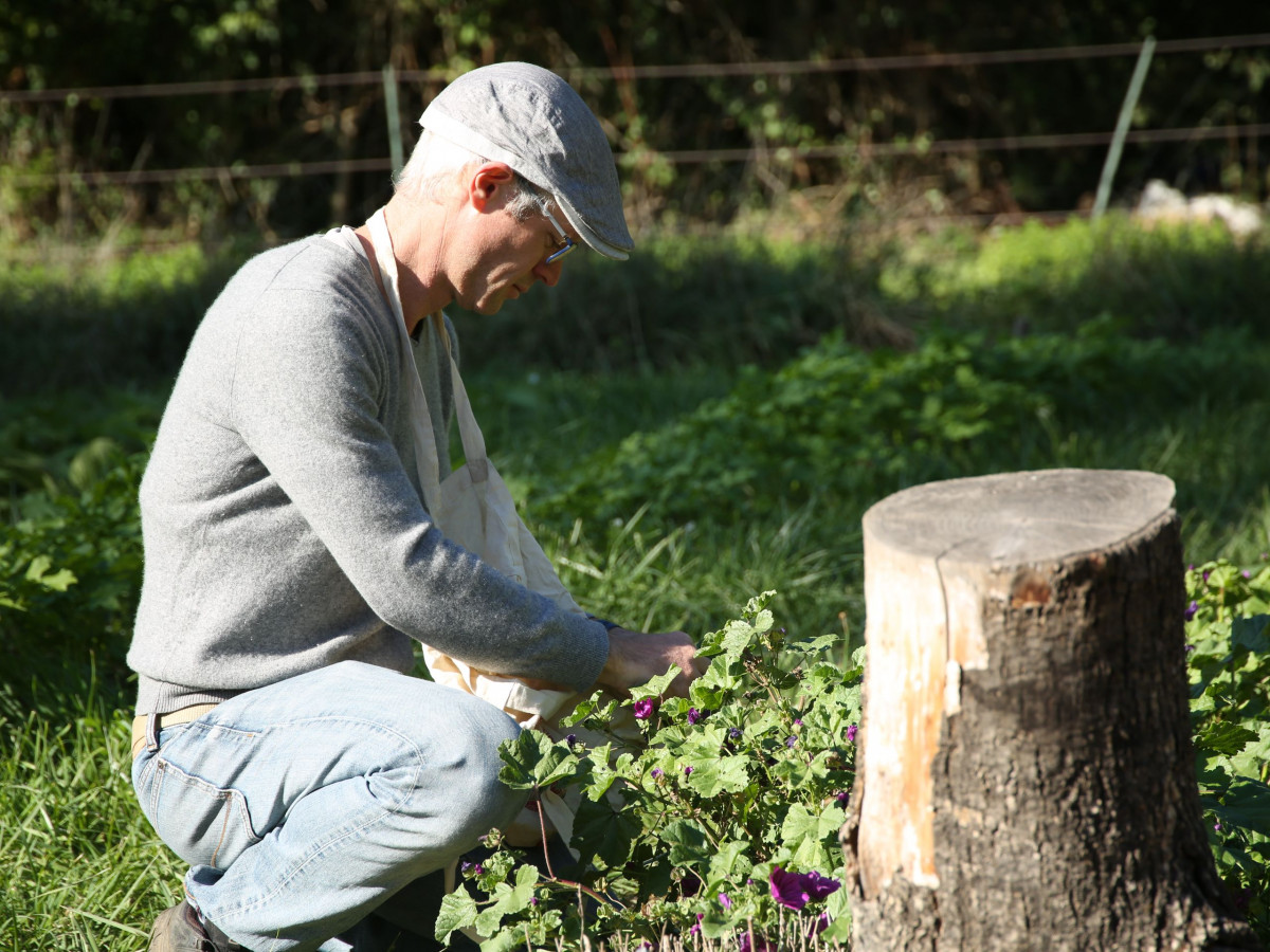 Wecandoo - Récoltez vos plantes sauvages - Afbeelding nr. 2