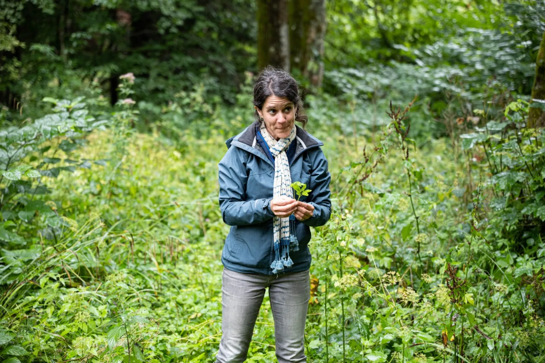 Initiez-vous à la cueillette sauvage - Image n°1 - Wecandoo