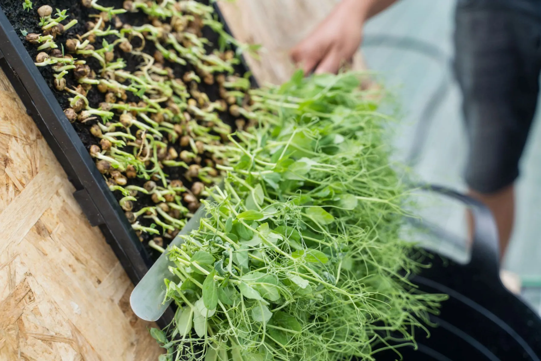 Découvrez la culture de micropousses - Afbeelding nr. 4 - Wecandoo