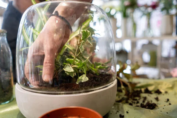 Créez votre terrarium - Image n°4 - Wecandoo