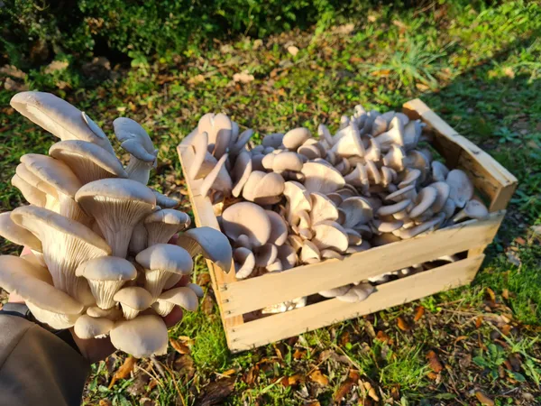 Wecandoo - Initiez-vous à l'agriculture urbaine