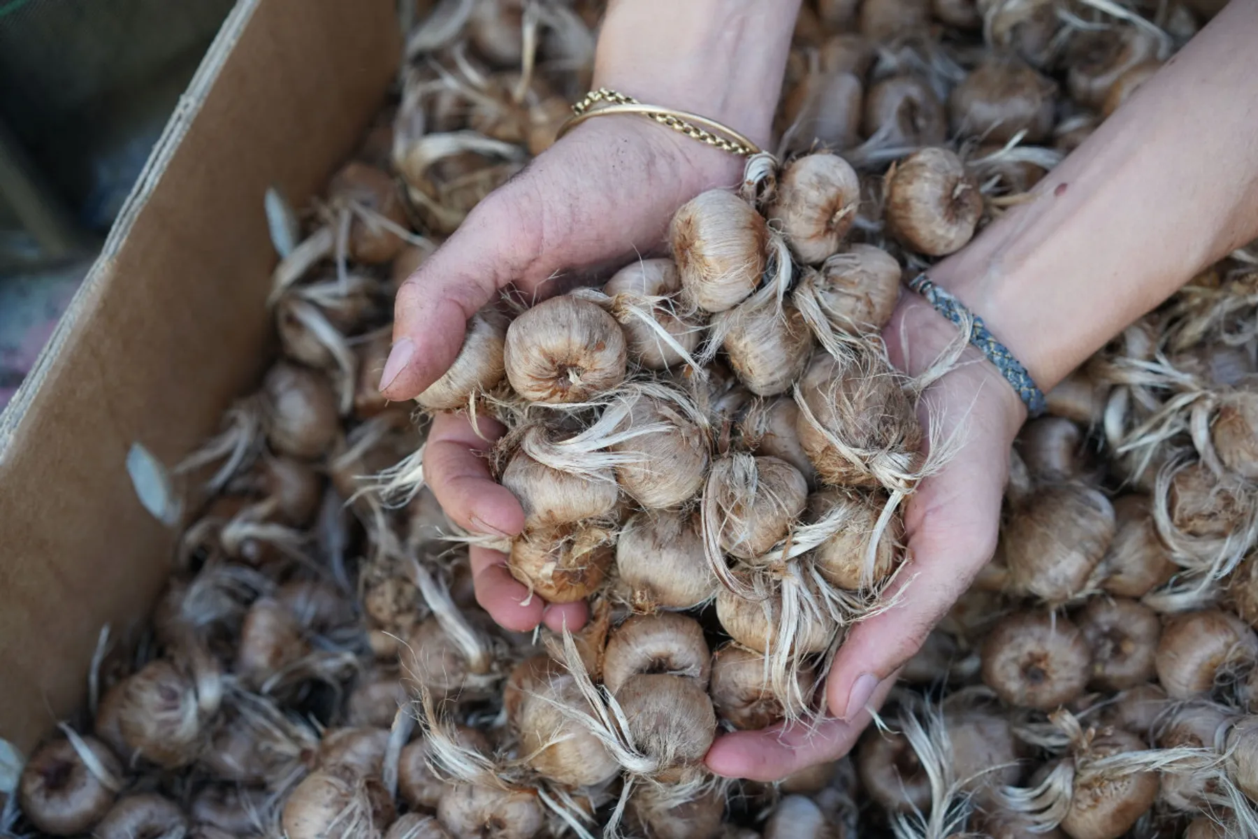 Visitez une safranière sur le toit de l'Opéra Bastille - Image n°2 - Wecandoo