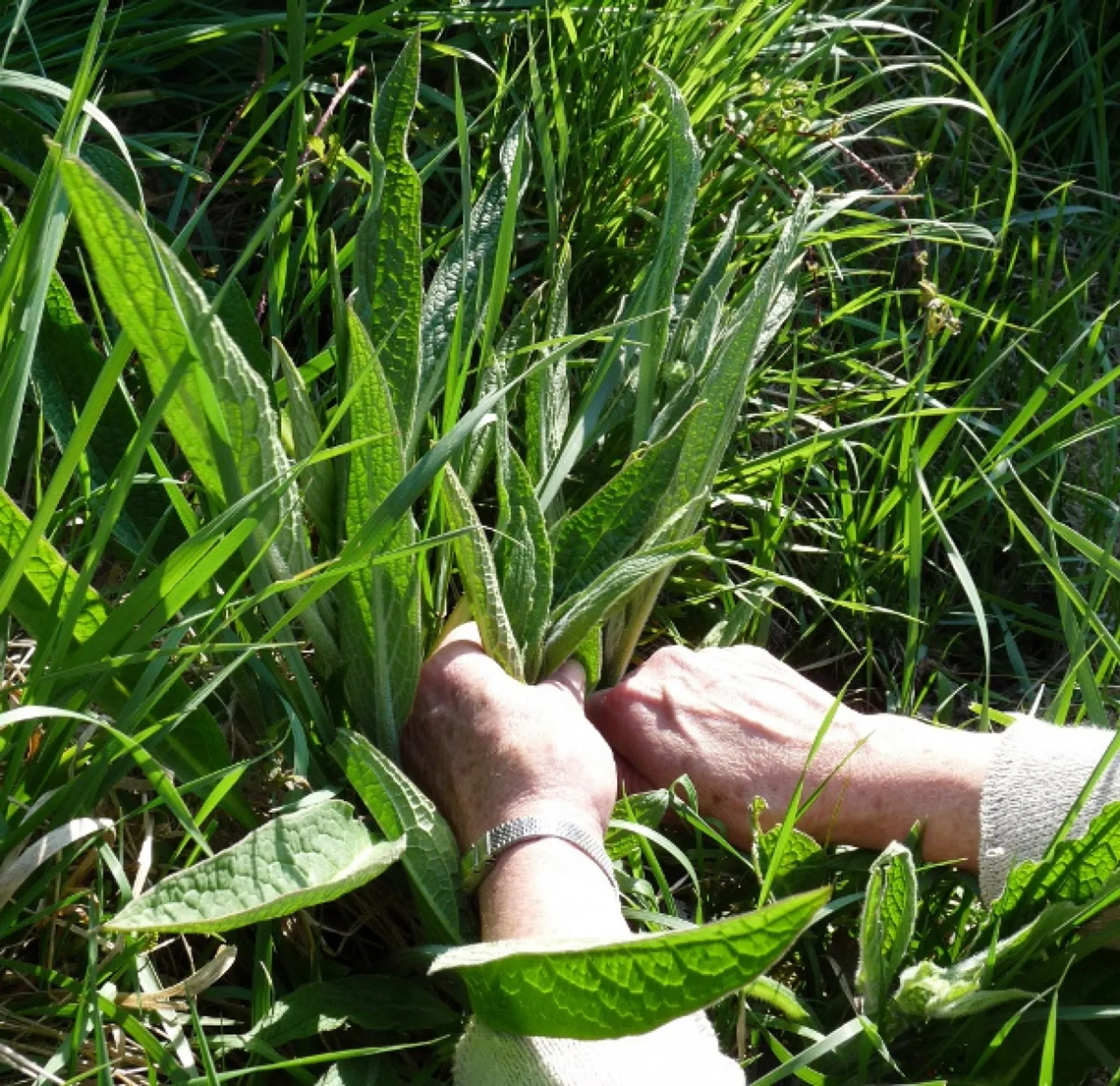 Cueillez et cuisinez des plantes sauvages sur une journée - Image n°1 - Wecandoo