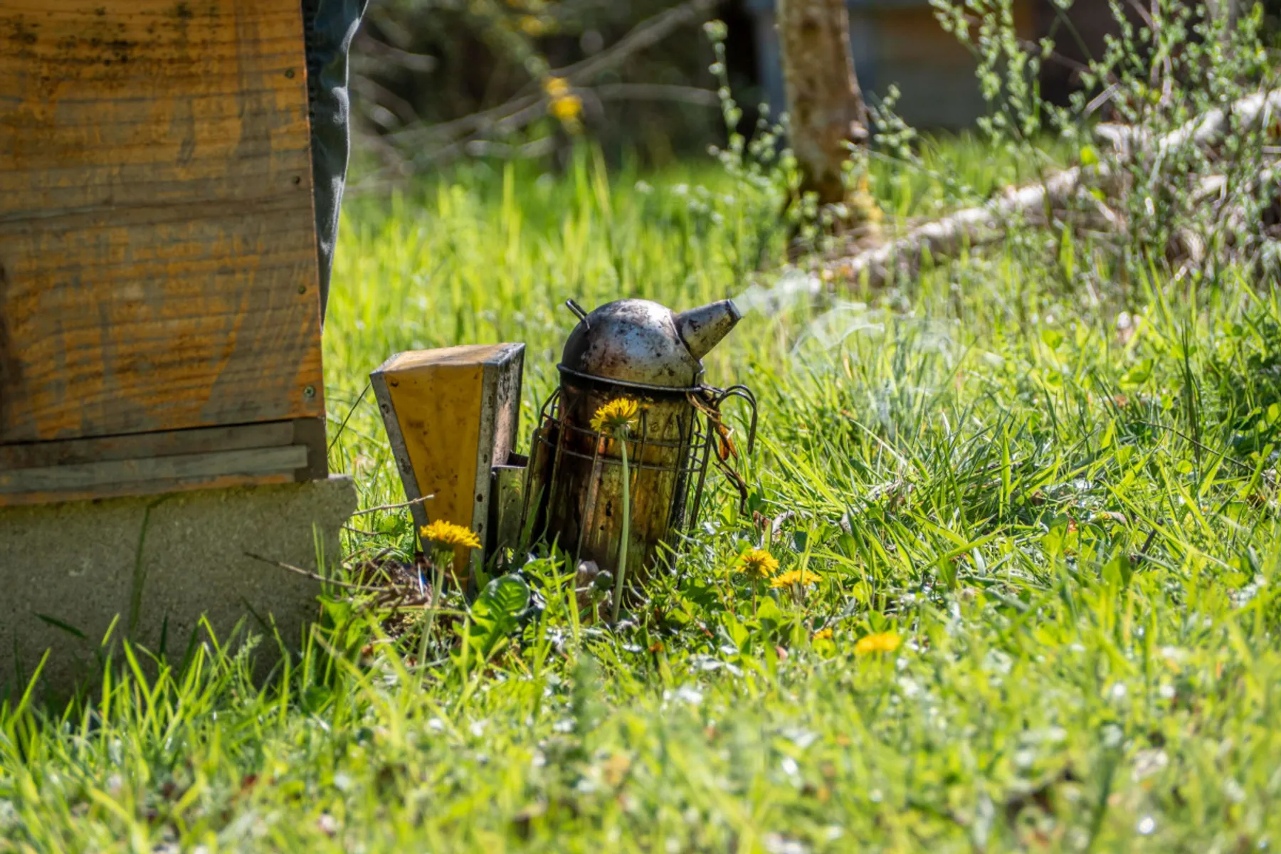 Initiez-vous à l'apiculture - Afbeelding nr. 1 - Wecandoo