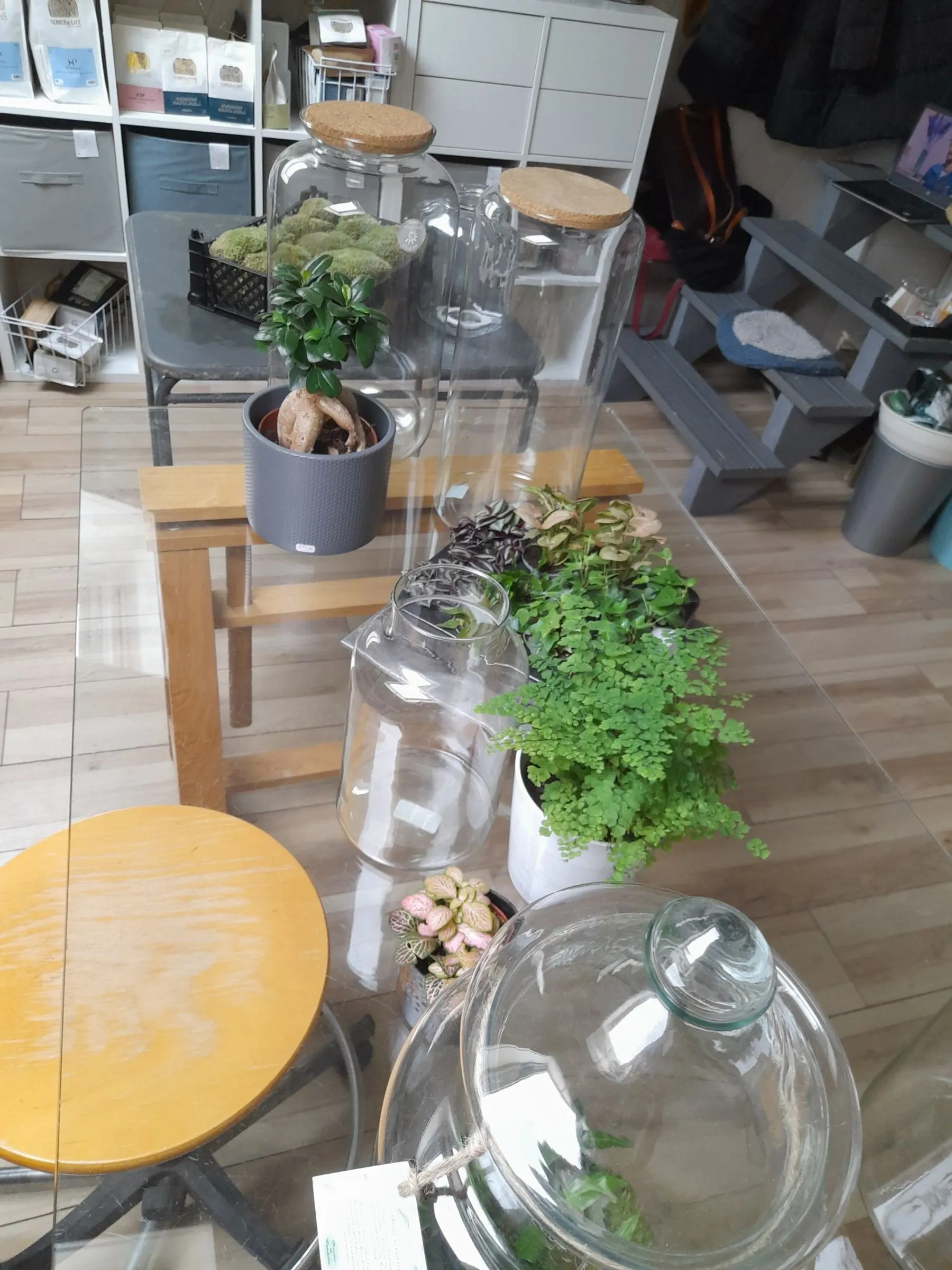 Créez votre terrarium - Image n°4 - Wecandoo