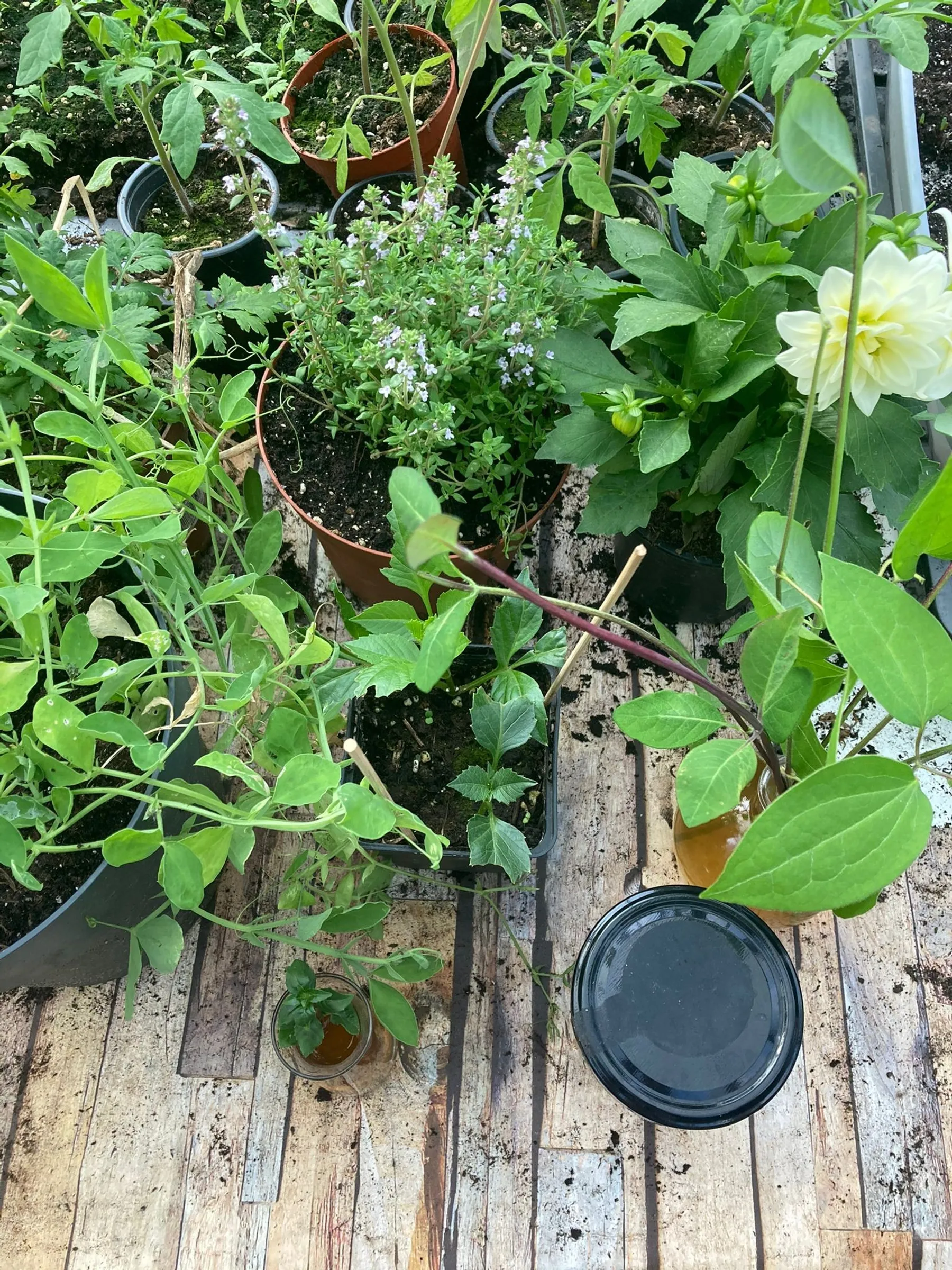 Learn about eco-responsible gardening - Afbeelding nr. 2 - Wecandoo