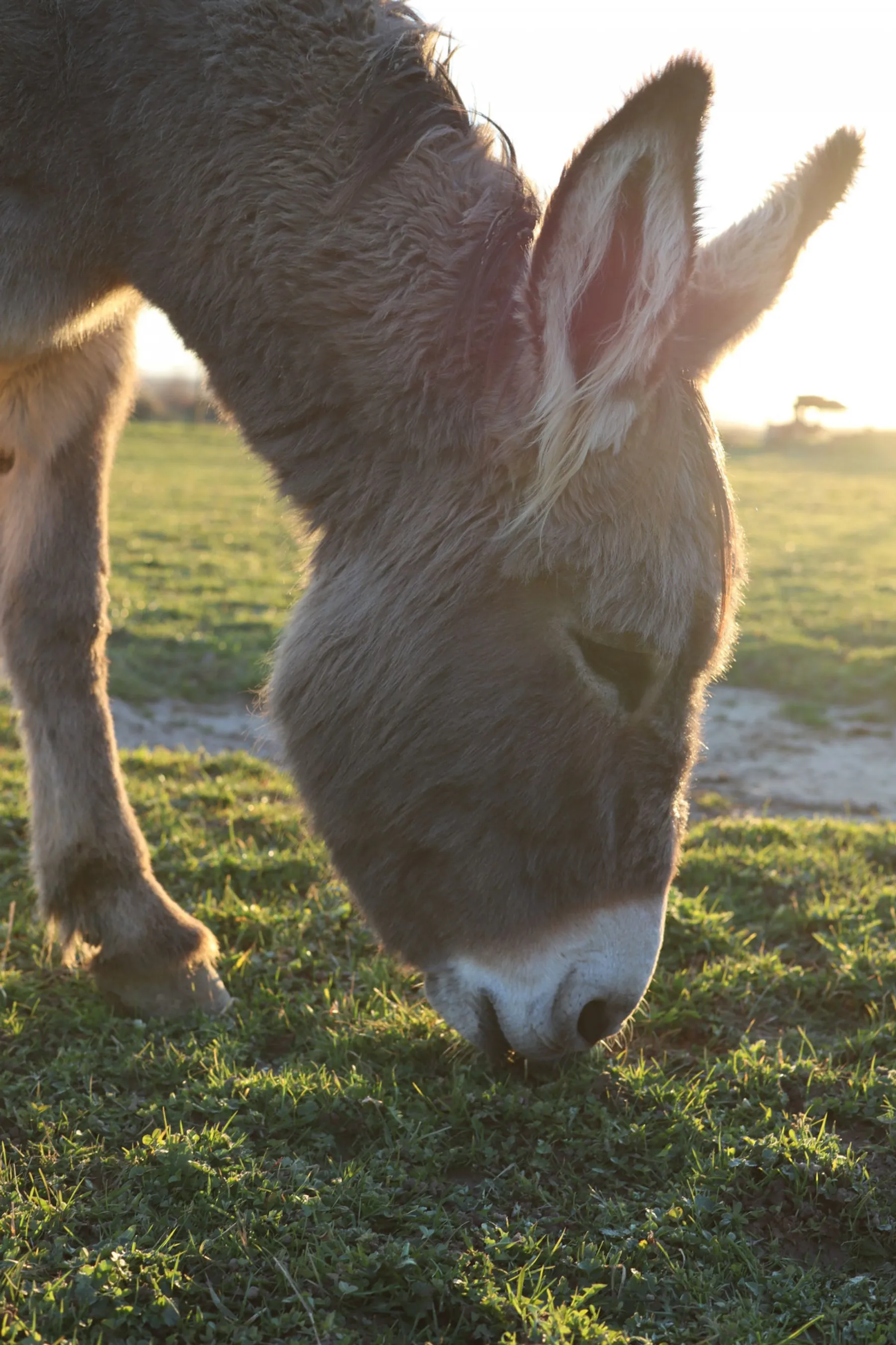 Fabriquez vos savons au lait d'ânesse - Image n°1 - Wecandoo