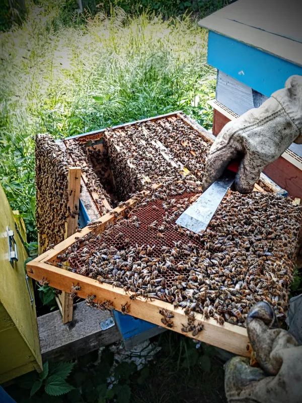 Découvrez l'apiculture - Image n°3 - Wecandoo