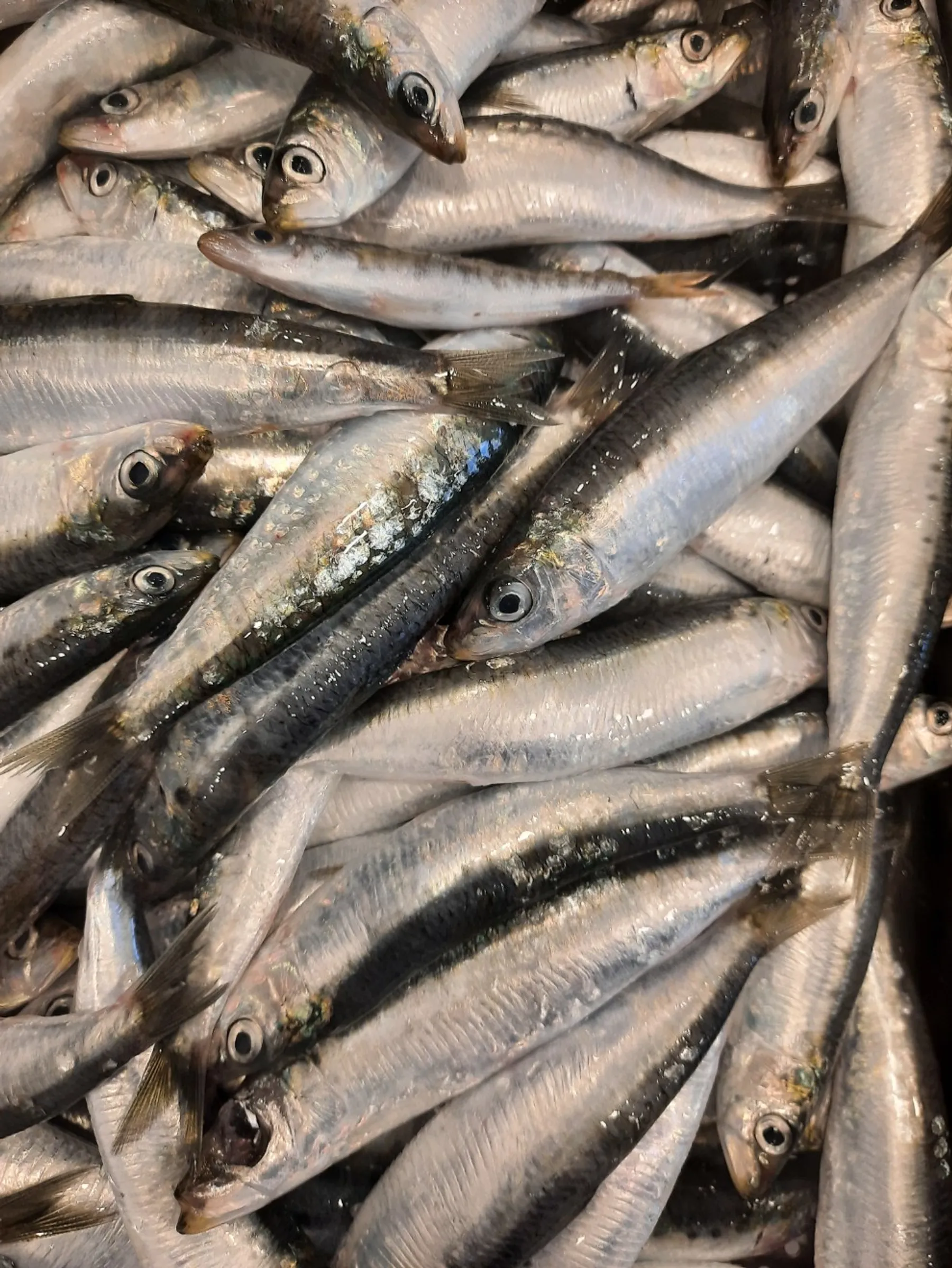 Faites vos conserves de poisson de saison - Image n°4 - Wecandoo