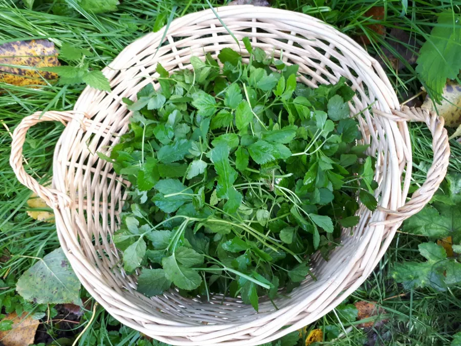 Initiez-vous à la cueillette sauvage - Afbeelding nr. 1 - Wecandoo