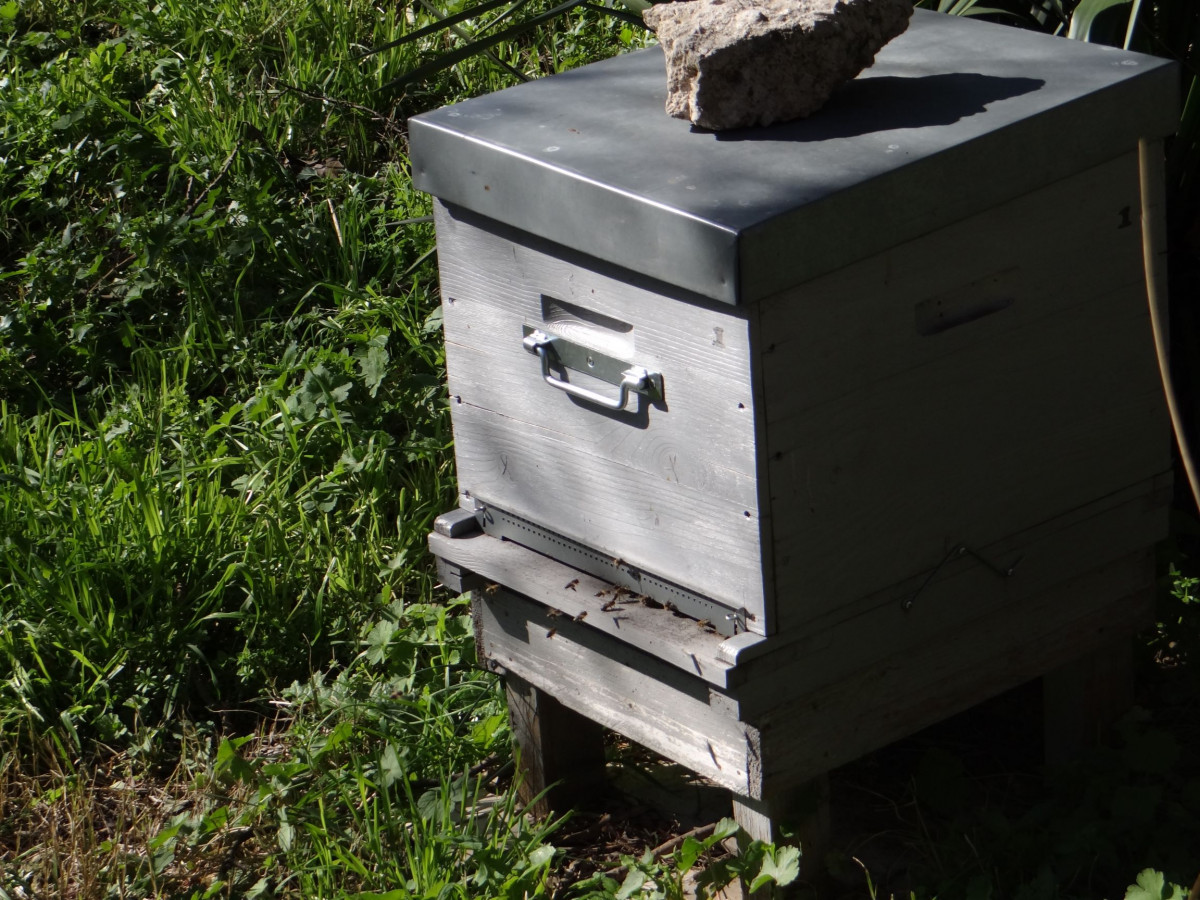 Wecandoo - Initiez-vous à l'apiculture - Image n°3