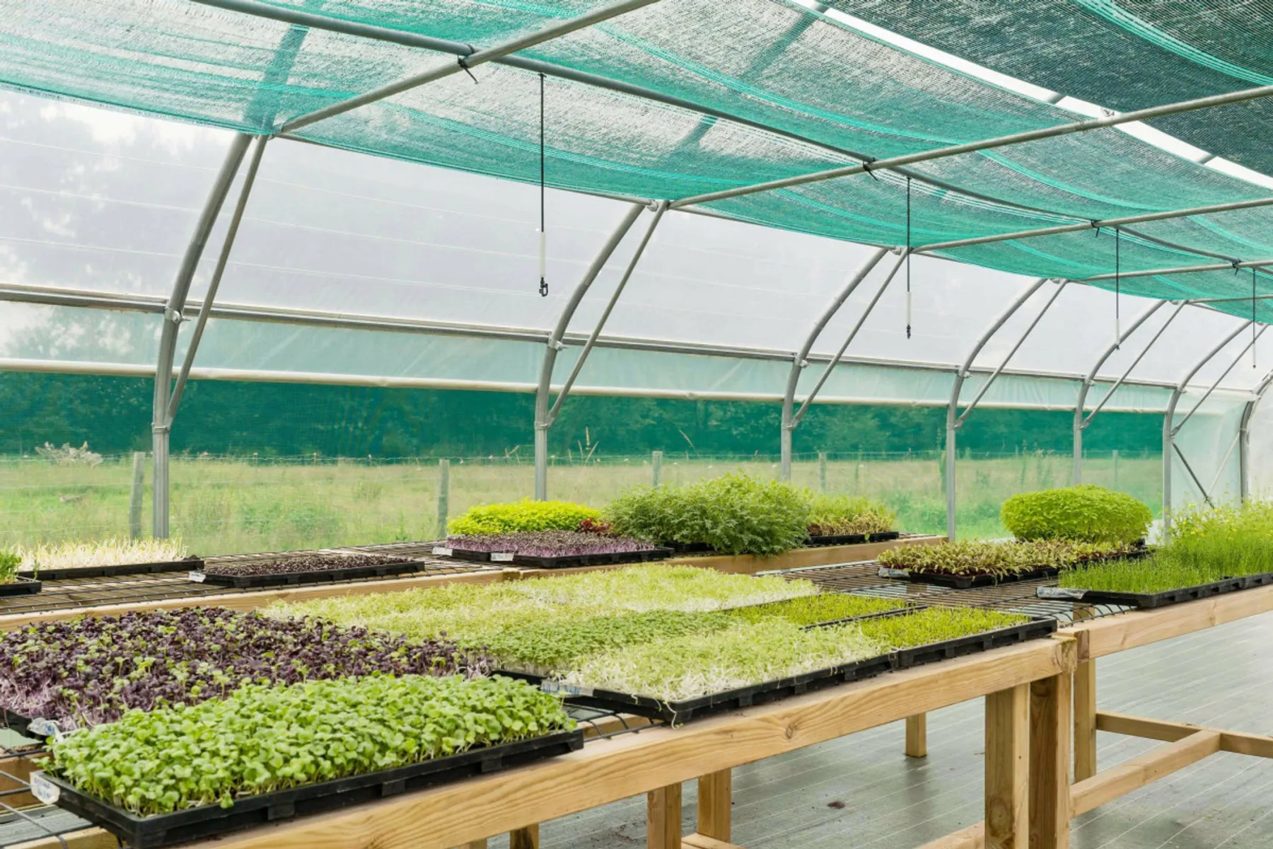 Découvrez la culture de micropousses - Afbeelding nr. 2 - Wecandoo