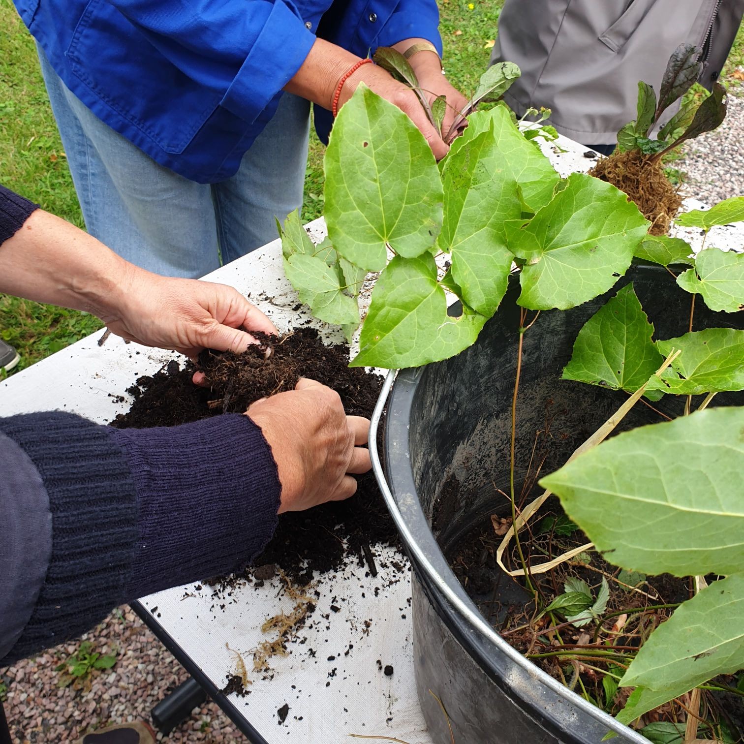 Wecandoo - Initiez-vous à la permaculture - Image n°5