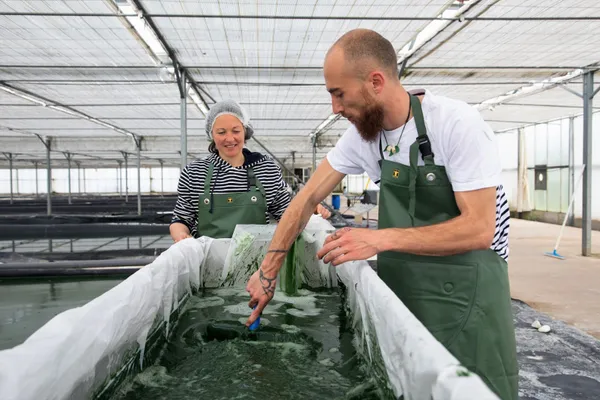 Visitez une ferme de spiruline et dégustez de la spiruline fraîche - Afbeelding nr. 2 - Wecandoo
