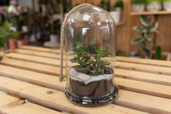Wecandoo - Concevez votre terrarium