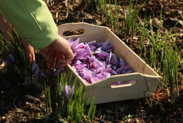 Récoltez votre safran - Image n°4 - Wecandoo