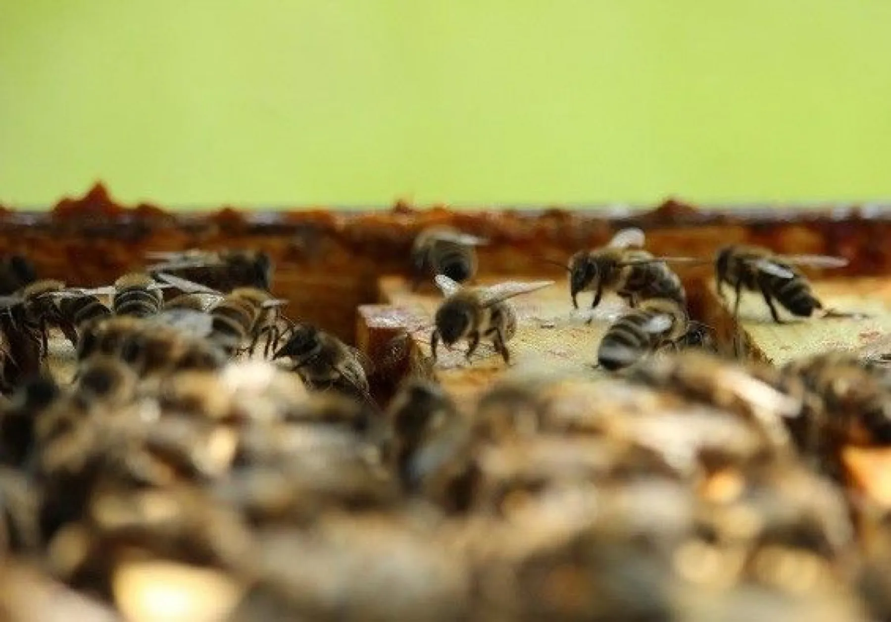 Découvrez l'apiculture - Image n°3 - Wecandoo