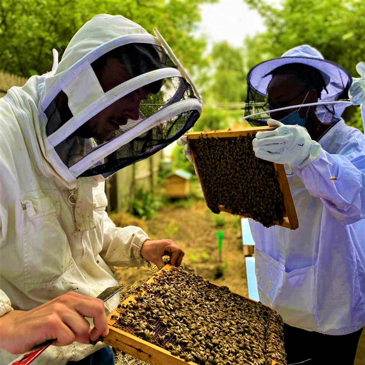 Wecandoo - Initiez-vous à l'apiculture durable - Image n°4