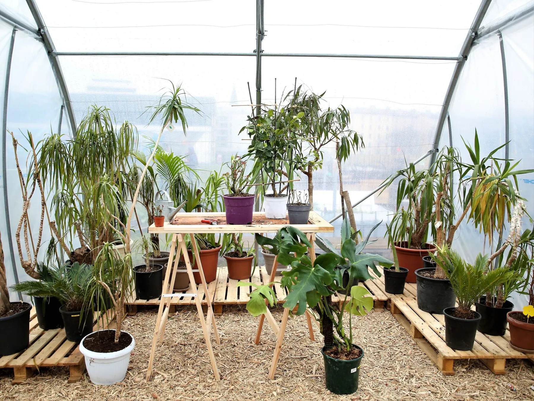 Prenez soin de votre plante grâce à la taille - Image n°1 - Wecandoo