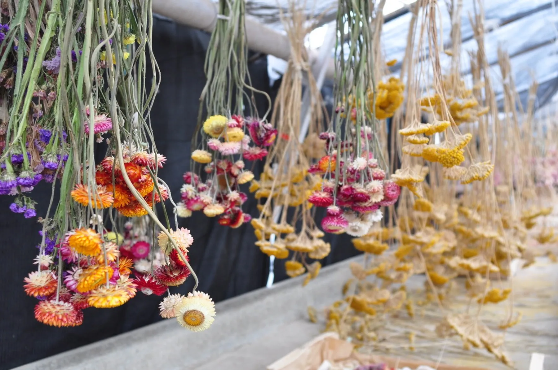 Réalisez votre création de fleurs séchées 100% locales - Image n°3 - Wecandoo