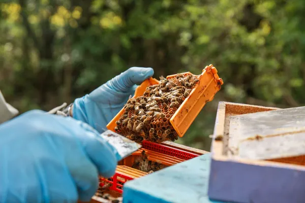 Initiez-vous à l'apiculture - Image n°4 - Wecandoo