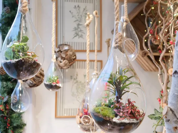 Wecandoo - Composez votre terrarium de taille moyenne