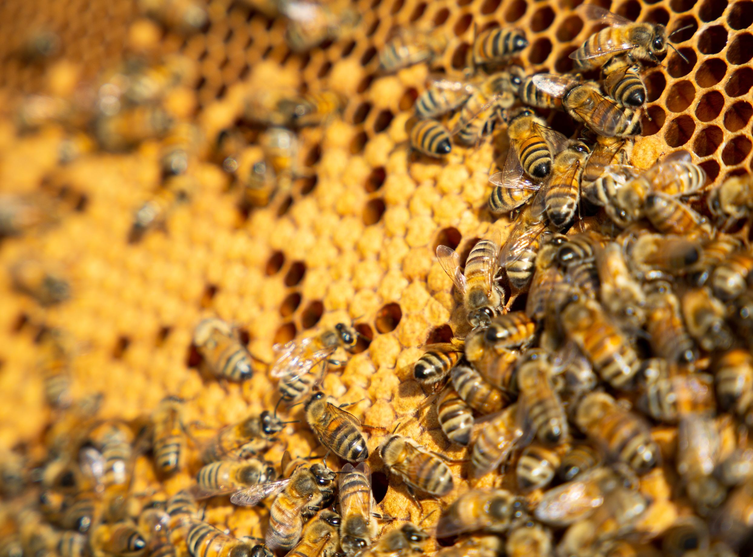 Wecandoo - Découvrez l'apiculture et visitez un rucher - Afbeelding nr. 6