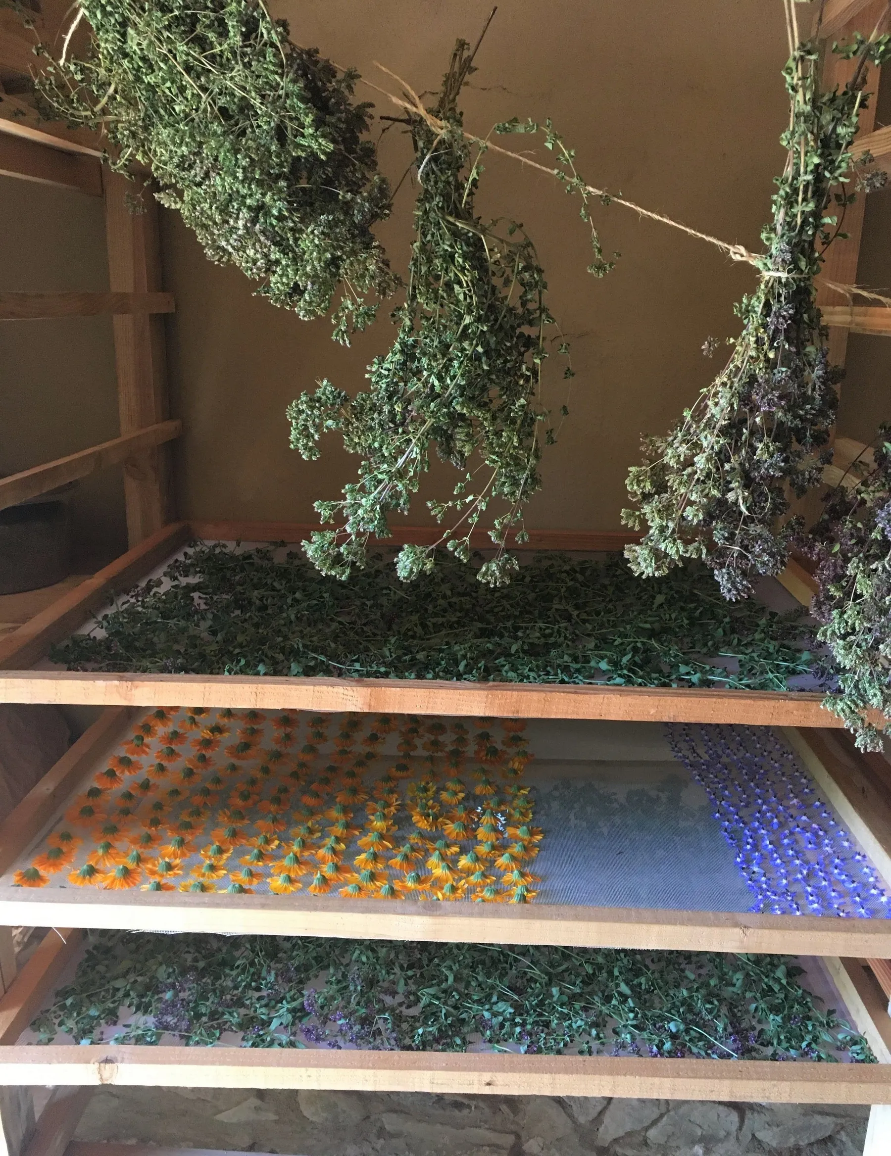 Balade botanique et découverte des plantes sauvages comestibles et médicinales - Image n°2 - Wecandoo