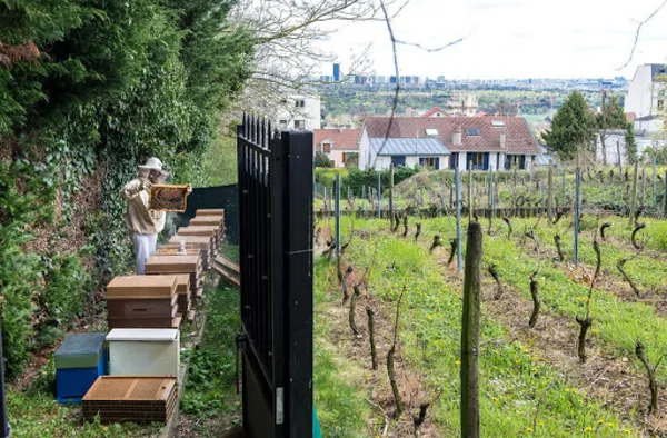 Initiez-vous à l'apiculture - Image n°3 - Wecandoo