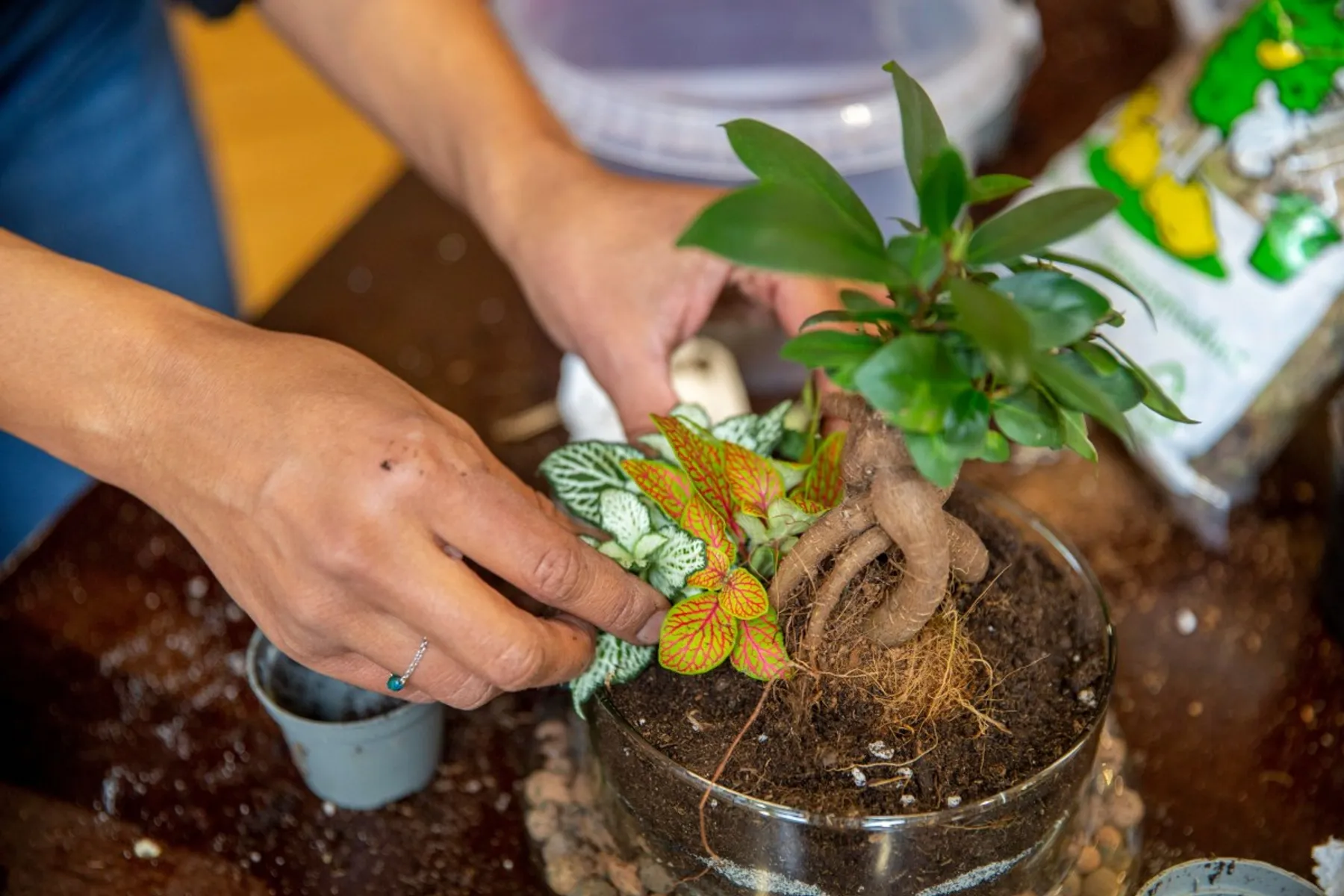 Créez votre terrarium sous cloche - Image n°3 - Wecandoo
