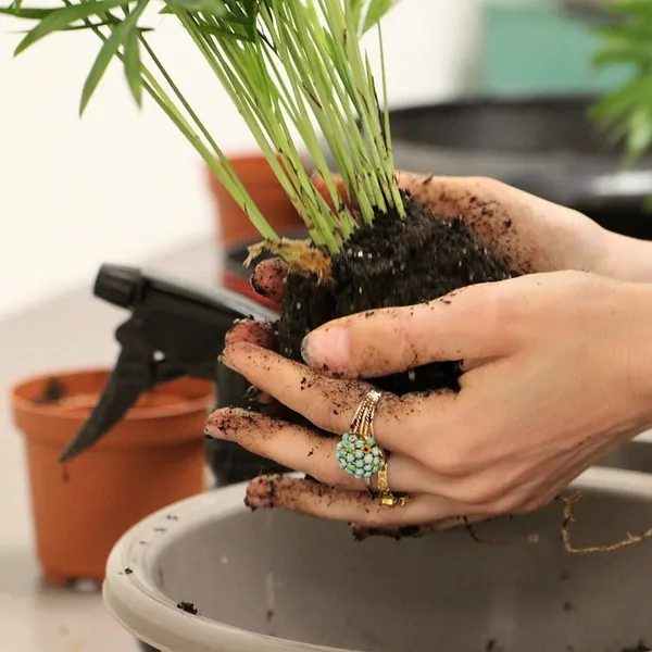 Wecandoo - Créez un kokedama