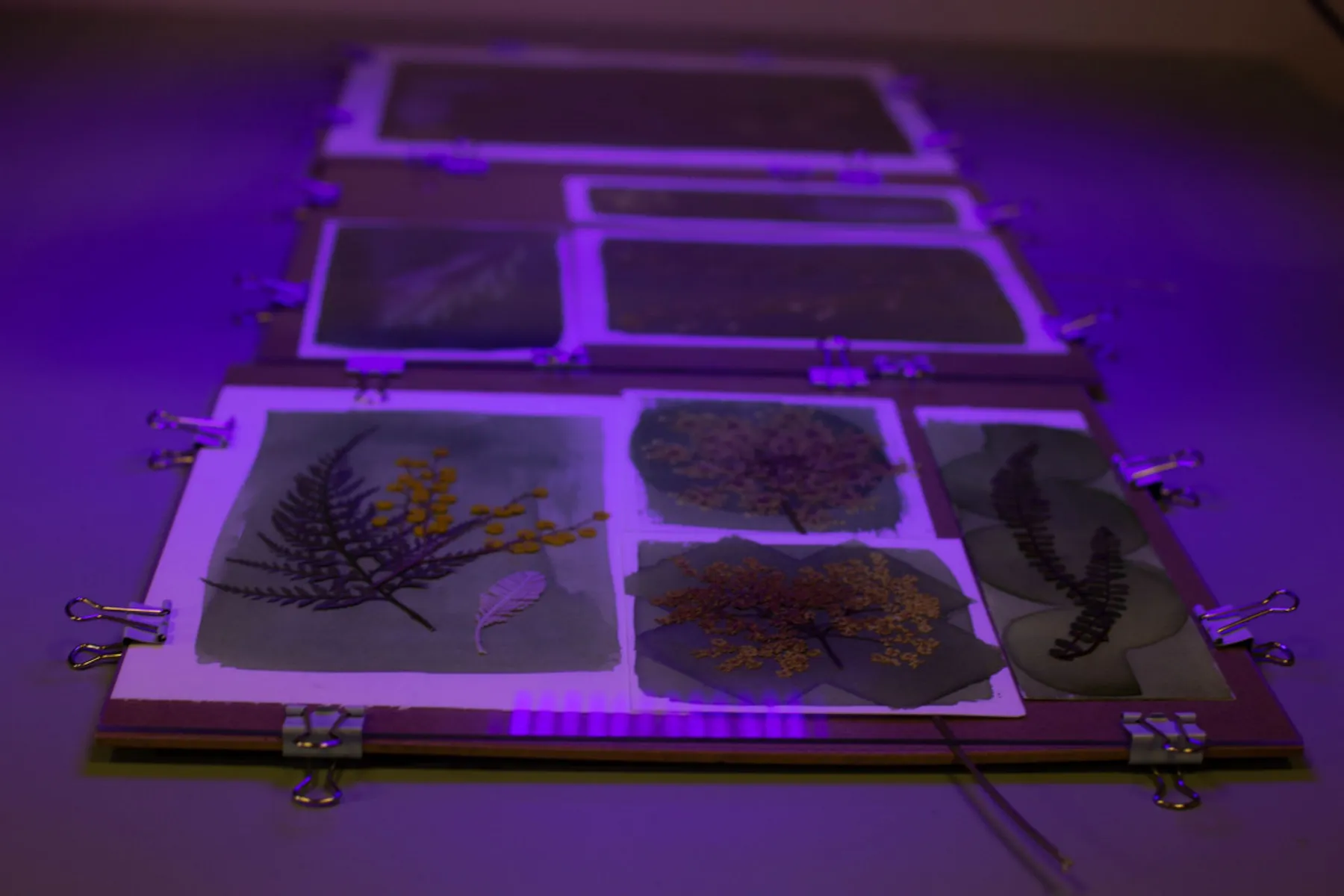 Initiation complète au cyanotype avec végétaux et négatifs - Image n°3 - Wecandoo