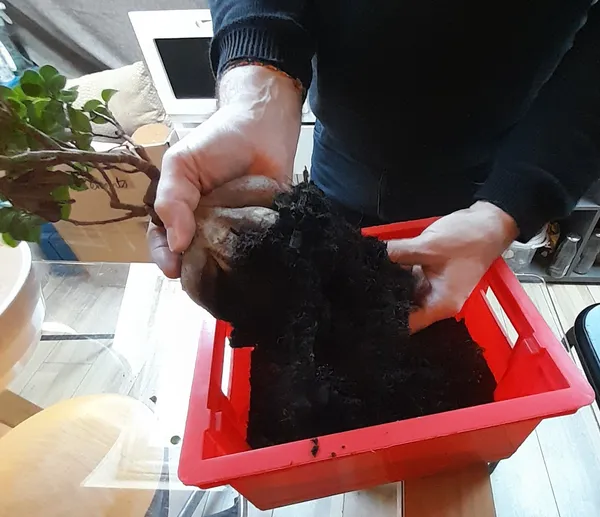 Réalisez votre kokedama - Image n°2 - Wecandoo