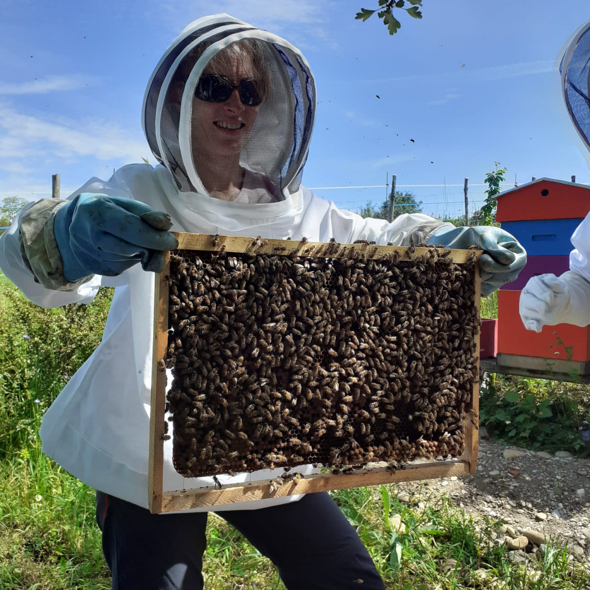 Wecandoo - Découvrez l'apiculture - Image n°1