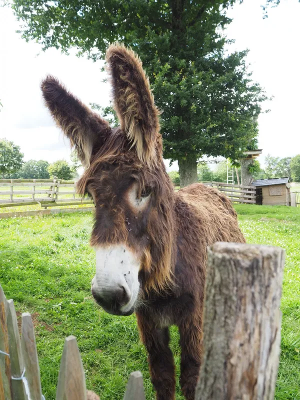 Fabriquez vos savons au lait d'ânesse - Image n°1 - Wecandoo