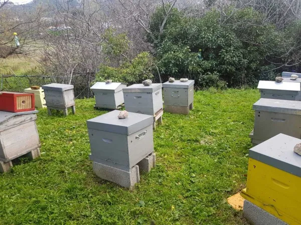 Wecandoo - Plongez-vous dans le monde merveilleux des abeilles
