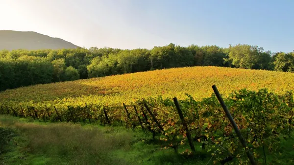 Wecandoo - Visitez un domaine viticole