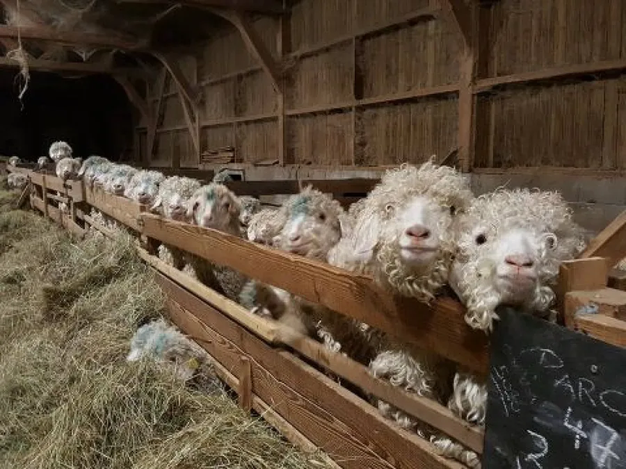 Visitez un élevage de chèvres angora et cachemire - Image n°1 - Wecandoo