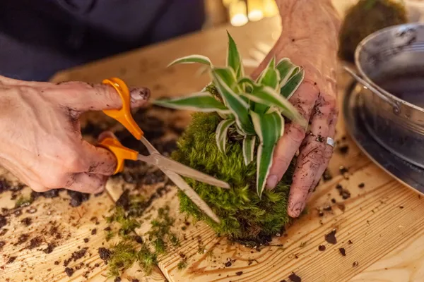 Fabriquez votre kokedama - Image n°1 - Wecandoo