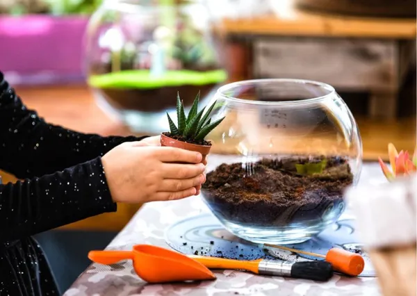 Créez votre grand terrarium - Image n°4 - Wecandoo