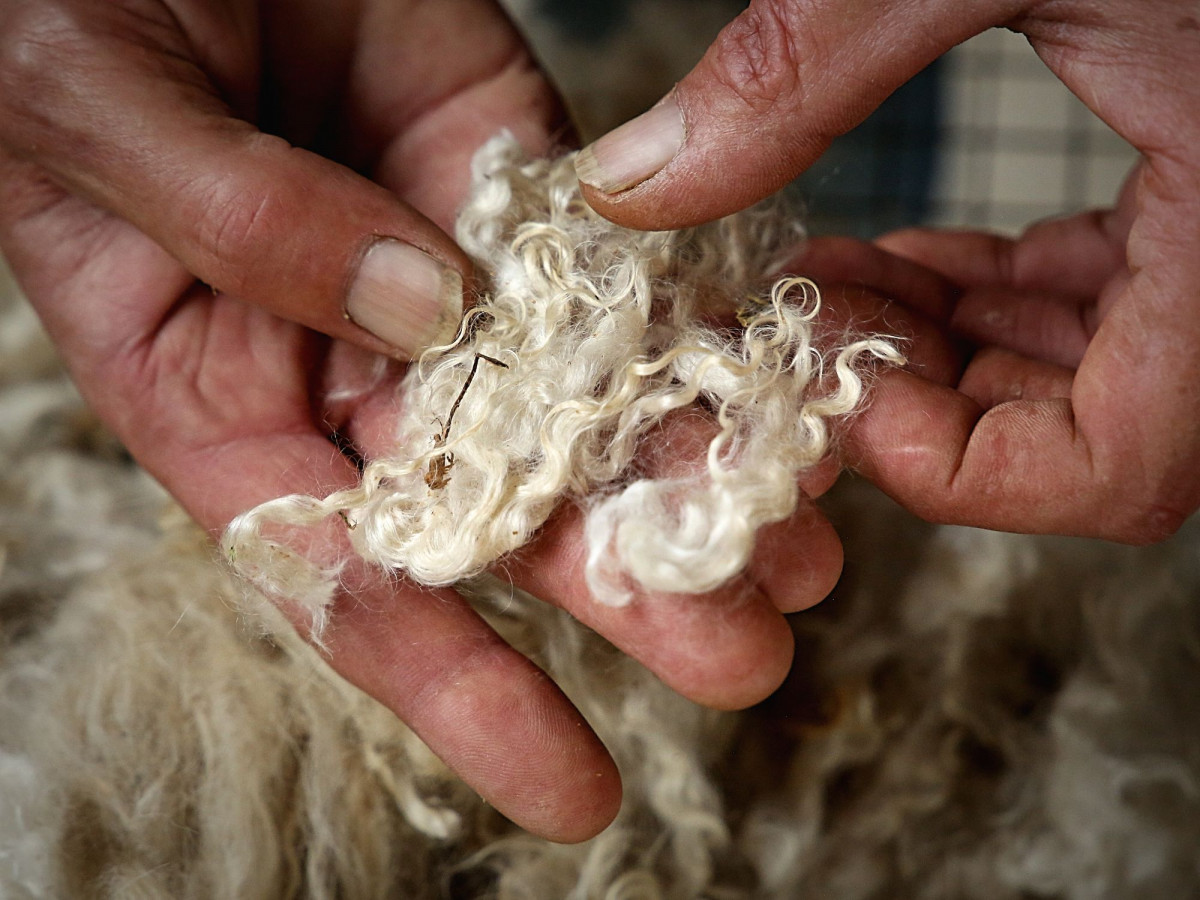 Wecandoo - Découvrez les chèvres angora et le travail du mohair - Image n°7