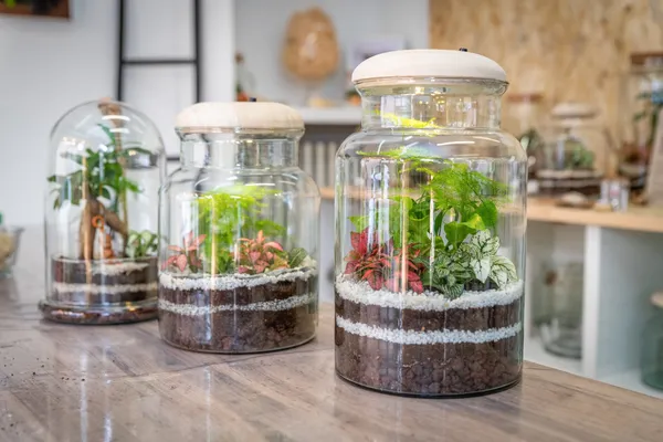 Wecandoo - Réalisez votre terrarium