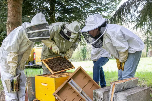 Découvrez l'apiculture - Image n°3 - Wecandoo