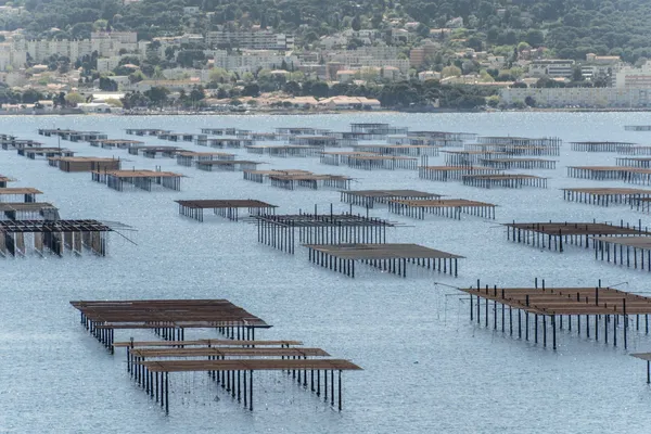 Initiez-vous à la culture ostréicole ! - Image n°1 - Wecandoo