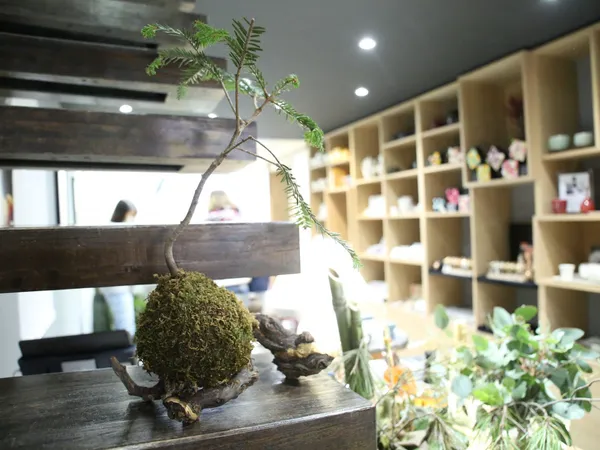 Wecandoo - Réalisez votre kokedama