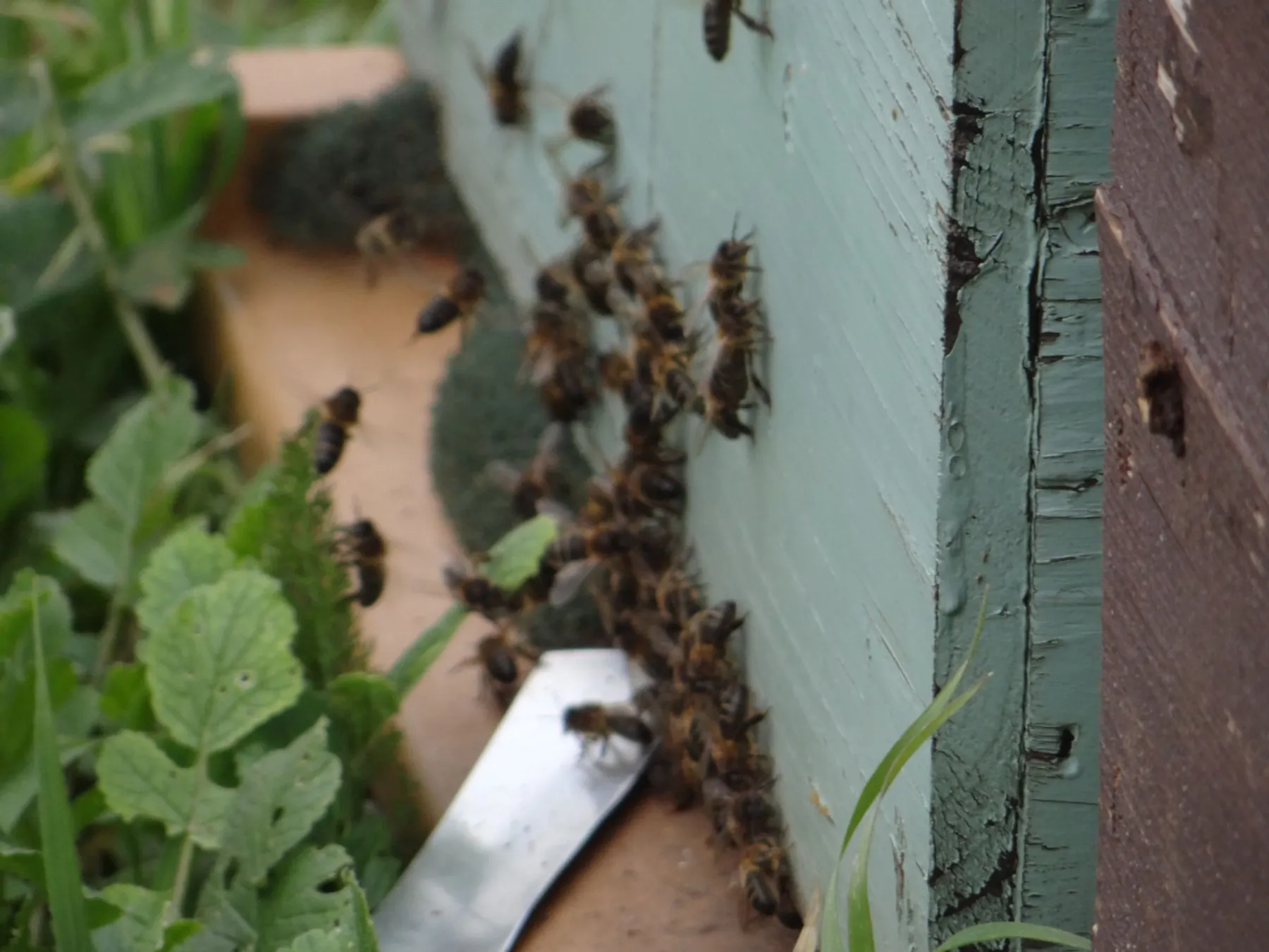 Initiez-vous à l'apiculture - Image n°1 - Wecandoo