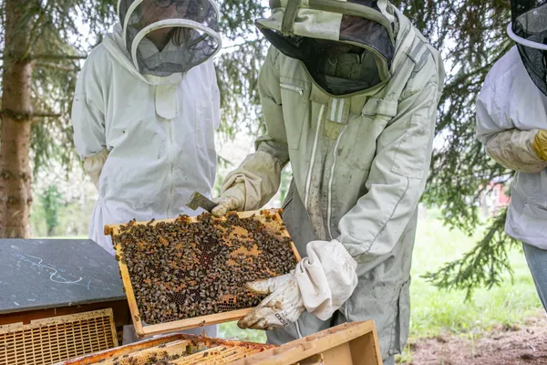 Découvrez l'apiculture - Image n°1 - Wecandoo