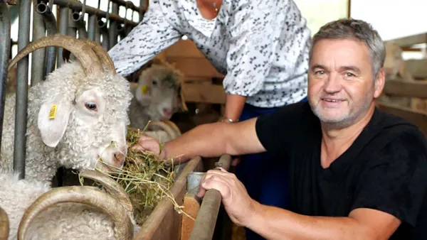 Découvrez les chèvres angora et le travail du mohair - Image n°4 - Wecandoo